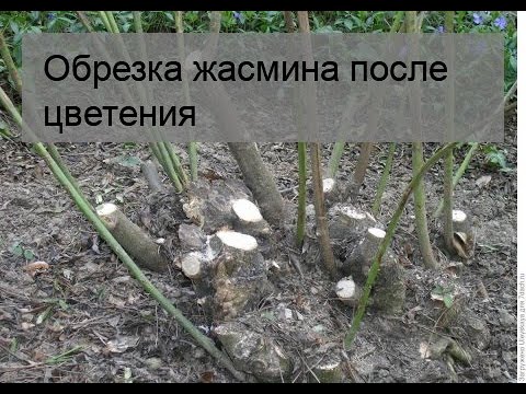 Видео: Тери чубушник (41 снимки): сортове градински жасмин, засаждане и грижа за храсти на открито. Как да се размножава чрез резници?