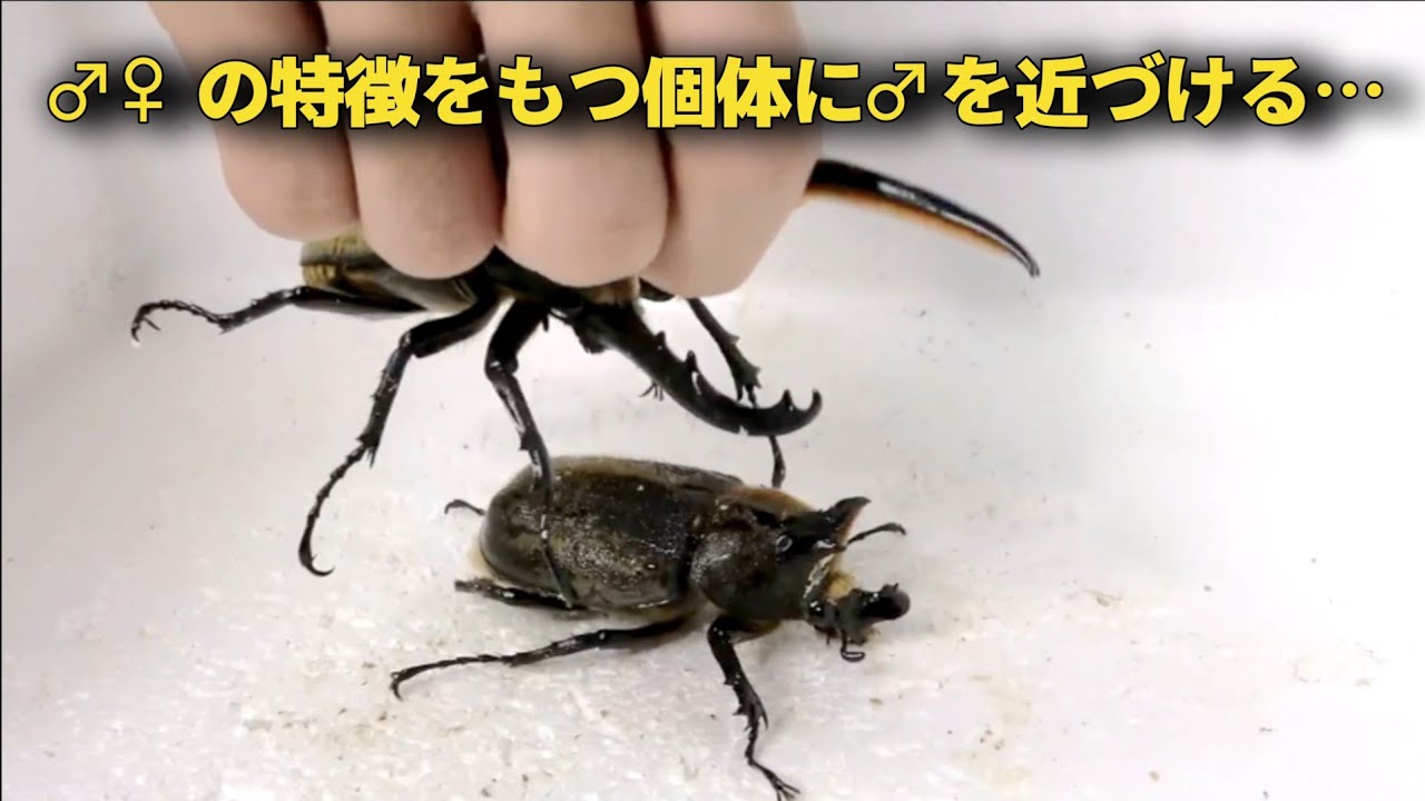 First time in history] When a male beetle was brought near a