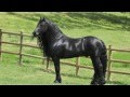 Highly acclaimed Friesian Stallion, SPECTACULAR, JAW-DROPPING