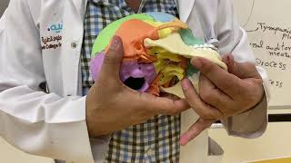 Norma Verticalis, Occipitalis Lateralis