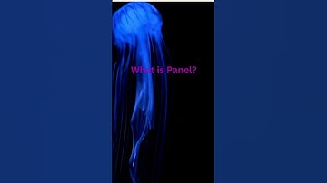 Panel: Interactive Dashboards