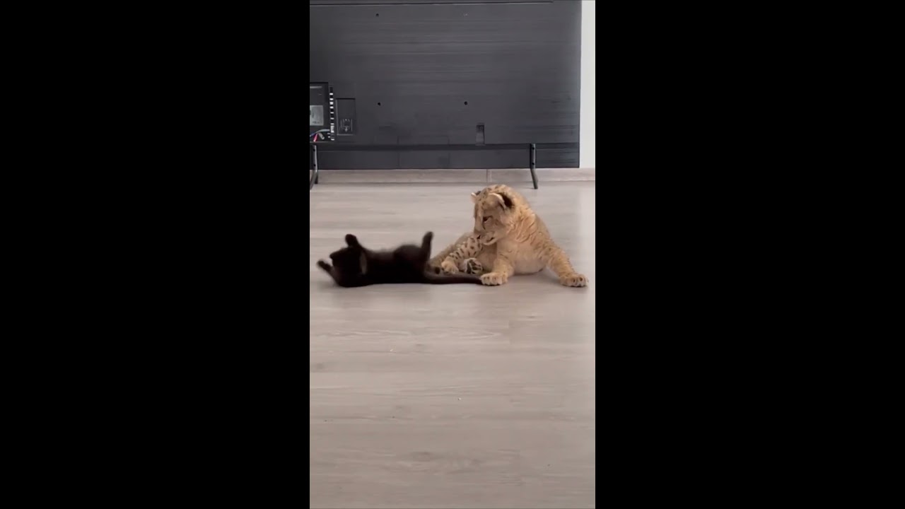 Precious Playful Kitten Trying To Play With A Lion Cub