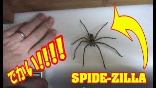 Spide-Zilla The Return - One Big Spider In My House Kyushu, Japan