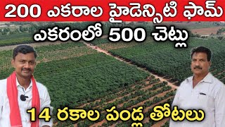 200 ఎకరాల్లో ఇజ్రాయిల్ మోడల్ వ్యవసాయం | High Density Farming