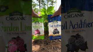 Hydrangeas! How to Change Bloom Colors! #garden #flower  #hydrangeaflower #hydrangea #hydrangeas