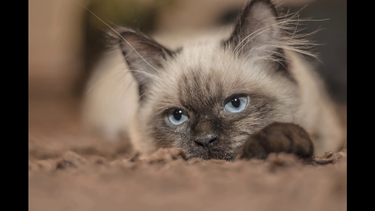 Cat Relax 