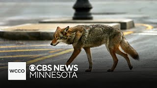 Coyote attacks dog at east metro nature preserve