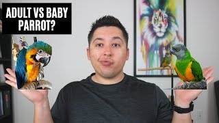 Should You Get A Baby OR Adult Parrot? | Best "Starter" Birds Pros & Cons