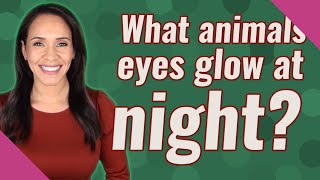 What animals eyes glow at night?
