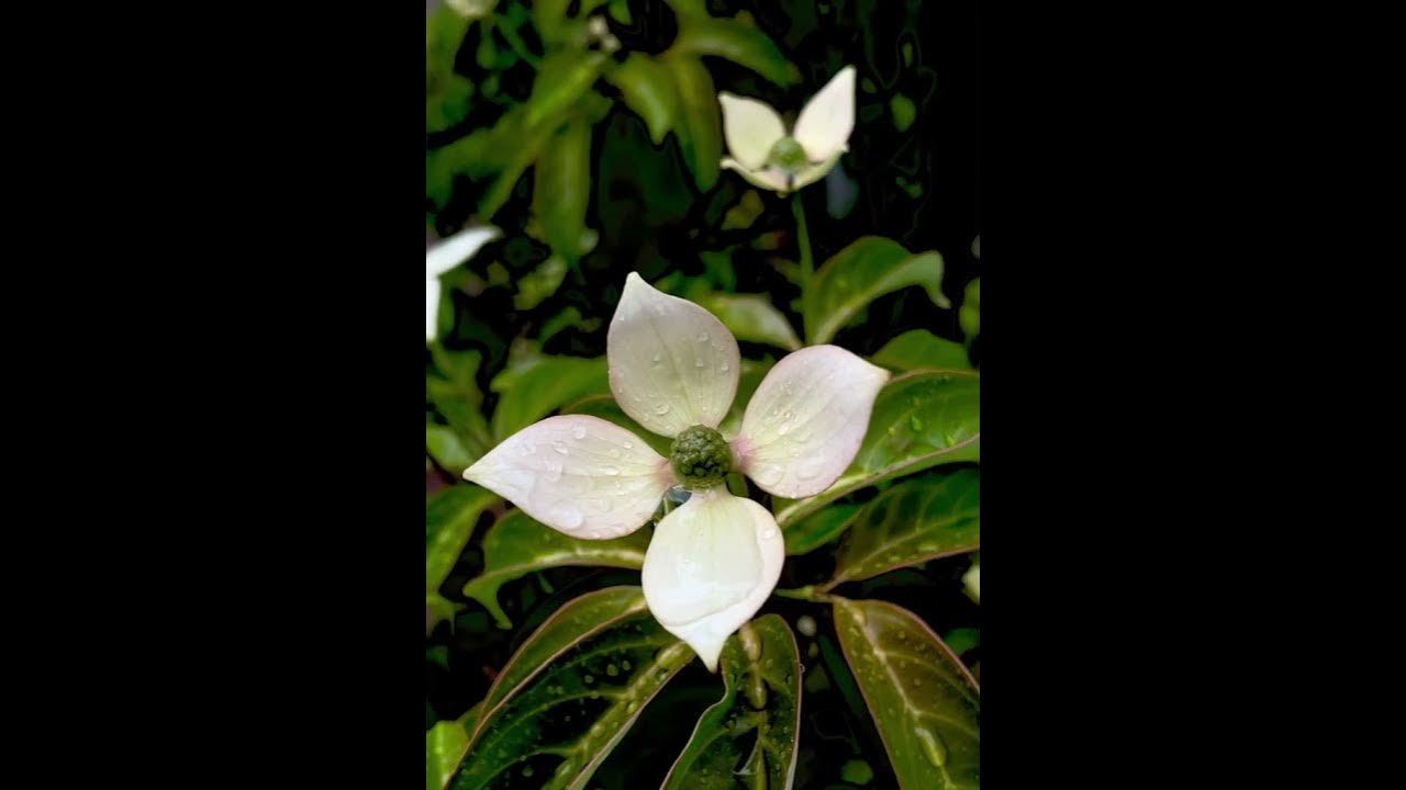 Beautiful flowers in Japan YouTube