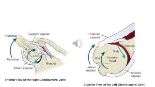 Shoulder Complex Biomechanics 2