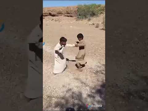 لقاء الجبابرة