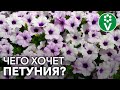 Подкормите петунию так и ПЫШНОЕ ЦВЕТЕНИЕ обеспечено!