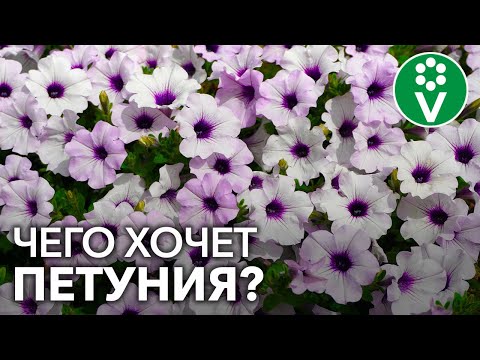 Видео: Является ли миллион колокольчиков петунией?