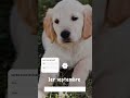 direct animaux perdus 1er septembre à 20h abonnés uniquement