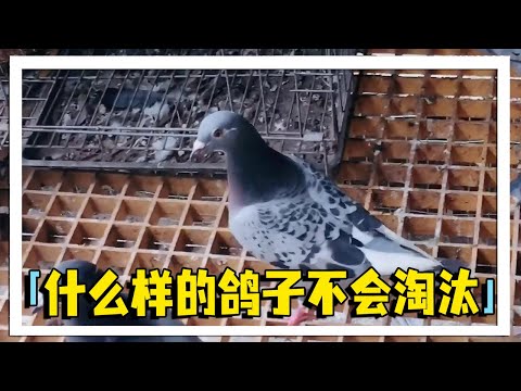 什么样的好鸽子，让朋友口出狂言：农村大叔说养它老也不会被淘汰？【农村达叔】