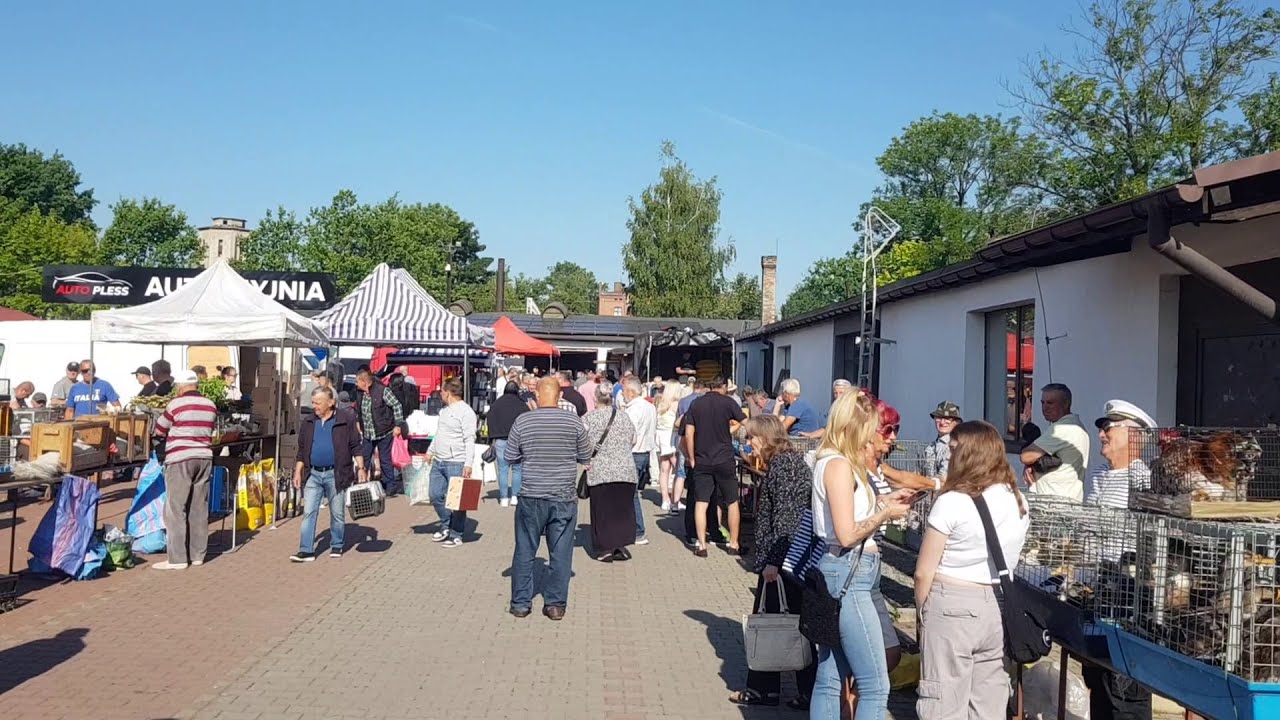 Giełda ptaków w Pszczynie | 15.06.2025