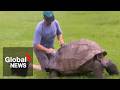 Demise of nearly two centuries-old tortoise turns out to be greatly exaggerated