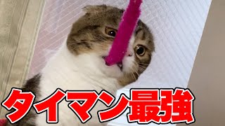 【猫】野獣の眼光！タイマンでおっさんをボコってカーストをわからせるぽこ太郎