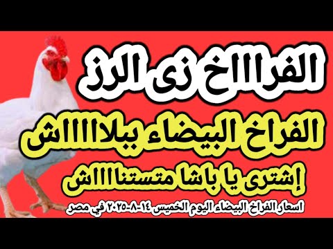 اسعار الفراخ البيضاء اليوم سعر الفراخ البيضاء اليوم الخميس ١٤ ٨ ٢٠٢٥ في مصر جمله وقطاعي