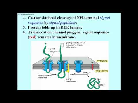 define the signal hypothesis