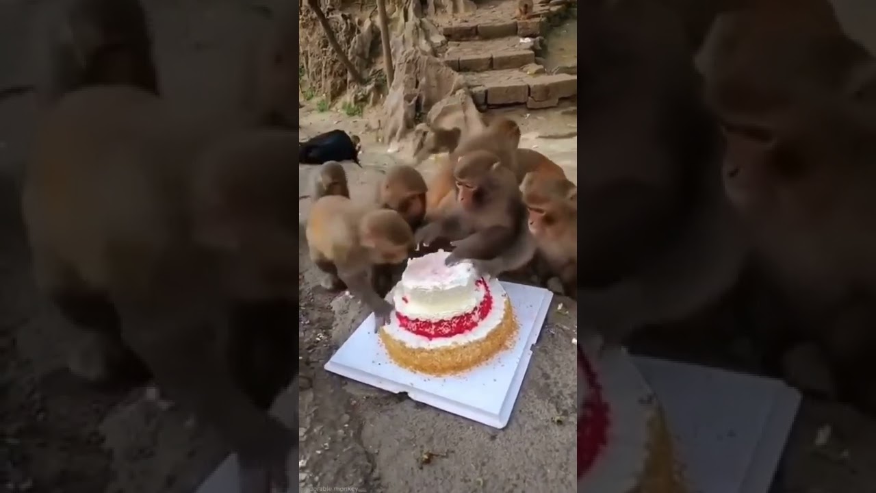 Monkeys Enjoy Cake