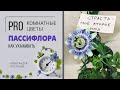 Как подружиться с пассифлорой | Цветок страсти в вашем доме | Страстоцвет