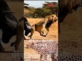 गजब भैंस ने शेर को पिछे से सींग से मारा #animals #shortvideo