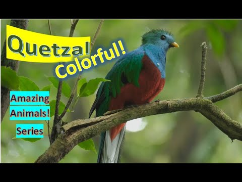 Quetzals 🦜Quetzal facts 🦅 trogon family