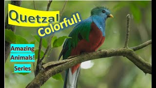 Quetzals 🦜Quetzal facts 🦅 trogon family
