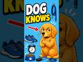 Your Dog Is Secretly Judging Your Habits
