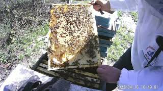 Отличная зимовка пчел и позднее весеннее развитие.Как взять Мёд белой акации..
