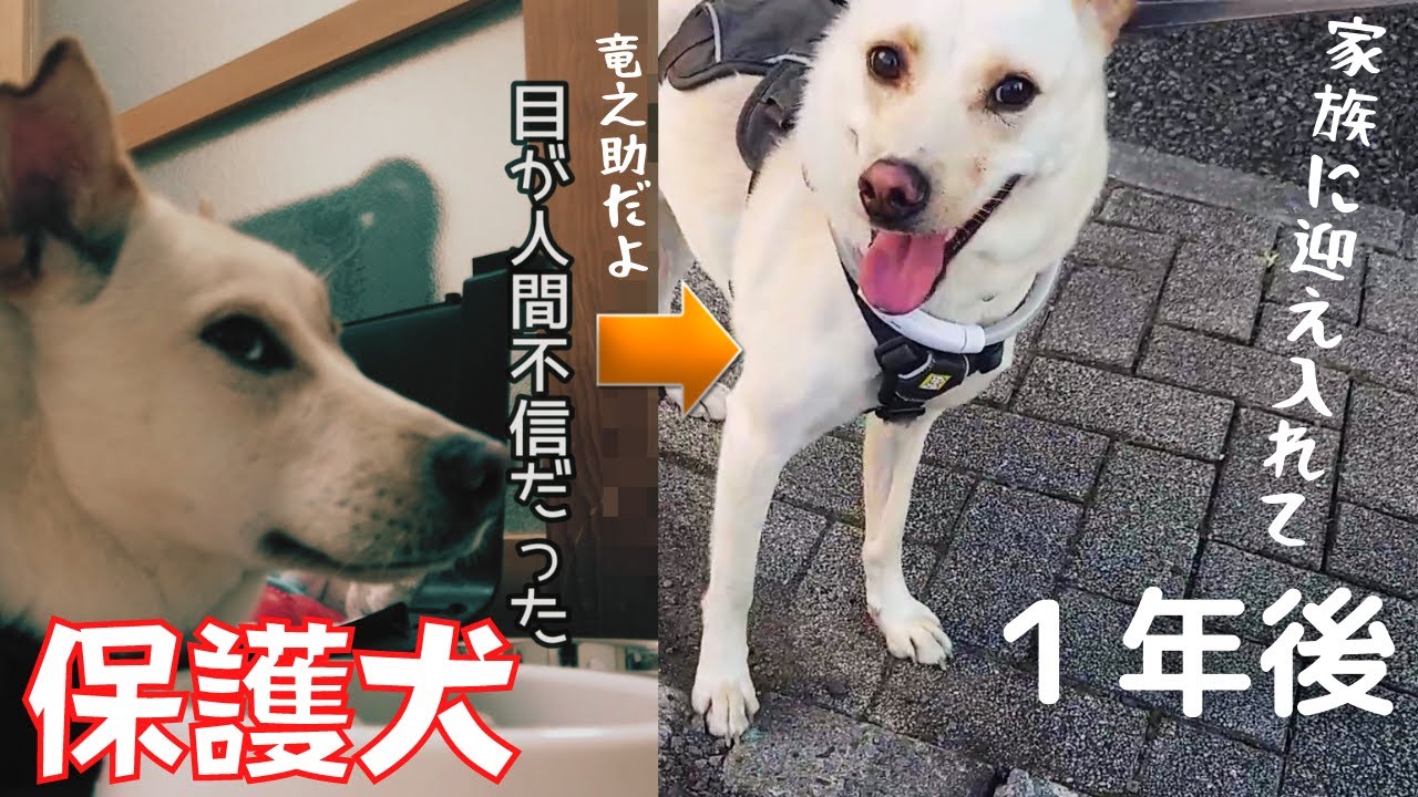 虐待で人間不信だった保護犬を引き取り１年後 涙 Youtube