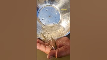 Cá Lớn - dùng chậu vợt nhẹ mà dính đàn Cá 😱 #khacthuyvlogg