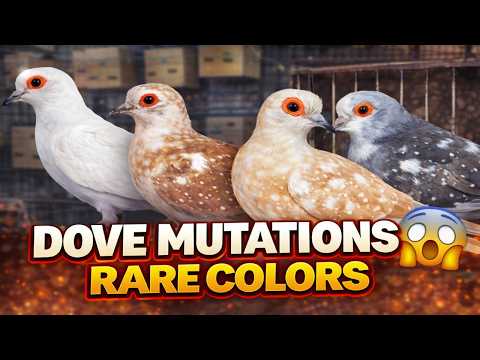 Dove Mutations Guide | Rare Colors You Must Know