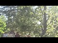 Eid Mubarak Bakra Eid