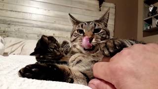 Declawing Cats | Why I Choose Not To Declaw My Cats | Kitty Vlog