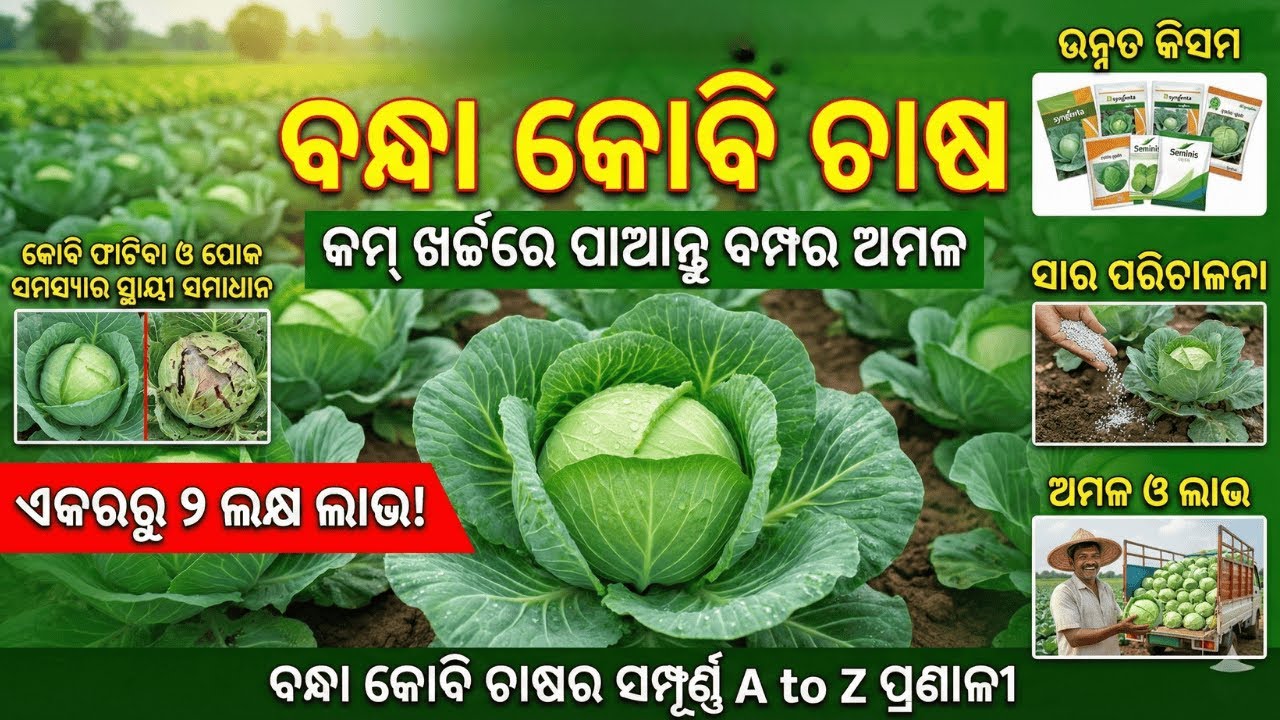 ବନ୍ଧା କୋବି ଚାଷ: କମ୍ ଖର୍ଚ୍ଚରେ ପାଆନ୍ତୁ ବମ୍ପର୍ ଅମଳ | Cabbage Farming Odisha