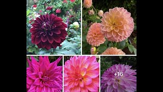 :         DAHLIA VARIETIES in my garden in London 2020