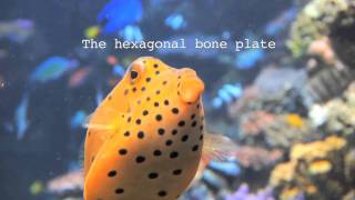 Details Boxfish Inspired Engineers With a Bionic Car Guide