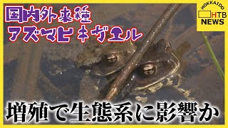 アズマヒキガエルが北海道で増殖中　もともとは北海道にいない種で毒も　生態系に影響か　駆除活動に同行