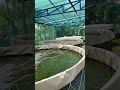 बायोफ्लॉक मछली पालन में एक टैंक से 30 से 60 हजार की कमाई || FISH FARMING INFORMATION ||