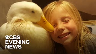 A girl's unbreakable bond with her pet duck grows deeper every day