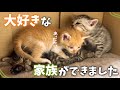 ひとりぼっちだった子猫が、優しい家族に愛される末っ子になりました🍀【保護猫活動】