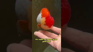 How To Make Gigachads Cheeks Bigger - Promoting Wen Growth On Ranchu Goldfish