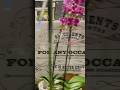 In the store #ihavethisthingwithplants #shopping #flowertypes