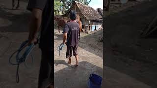 Part1 Kawin Kuda Belum Keluar Anunya Udah Mau Di Masukin Part1 Kawin Kuda Belum Keluar Anunya Udah Mau Di Masukin
