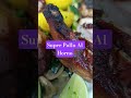 Pollo Sobre una Cama de Vegetales ,#food #comida $#recetas #viralshorts ,,#canal