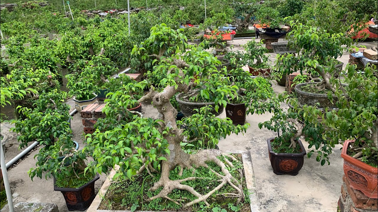 Đam mê nơi khu vườn nhỏ