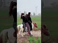 3 Girls Funny Pony Moments Training And Riding Pony 1131 3 Girls Funny Pony Moments Training And Riding Pony 1131